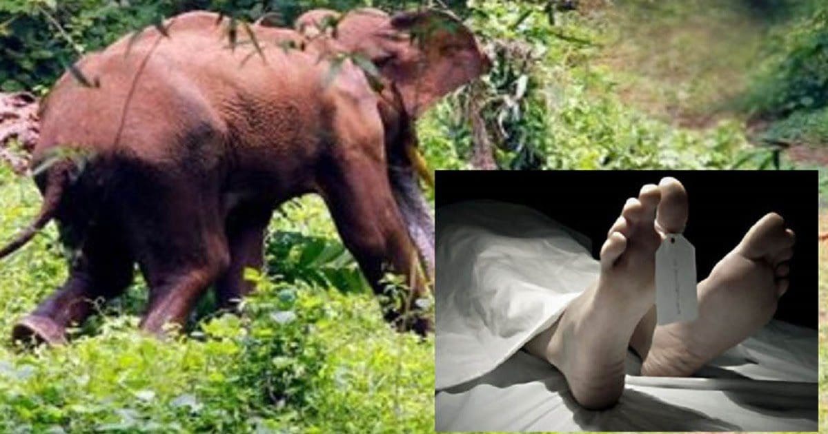 யானை தாக்கி குடும்பஸ்தர் பரிதாப மரணம்