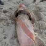 கரையொதுங்கியது இளைஞரின் சடலம் 1