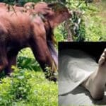 யானை தாக்கி குடும்பஸ்தர் பரிதாப மரணம்
