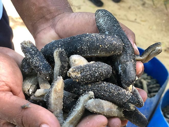 இலங்கைக்கு கடத்த இருந்த 3 கோடி ரூபா பெறுமதியான கடல் அட்டைகளுடன் ஒருவர் கைது! 1 கடல் அட்டைகளுடன்