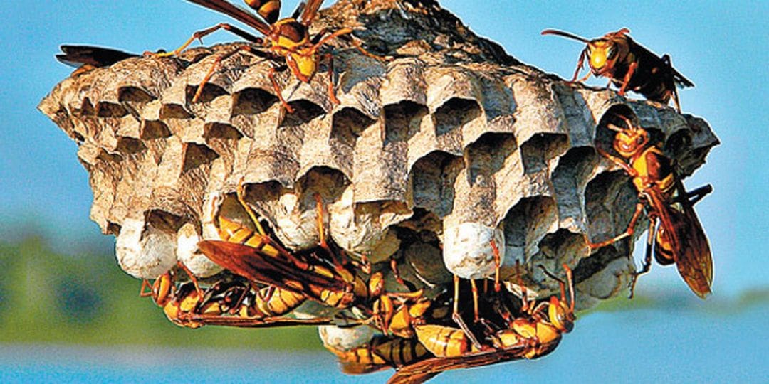 குளவி கொட்டி 1