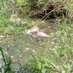 corecatile 1 e1654101337380