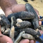 கடல் அட்டைகளுடன்