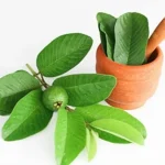 16 guava leaf 1