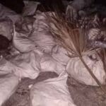 1656991584 termeric 2