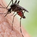 311485 1100 1100x628 1