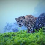 Leopard in the Tea Garden Image by Rohan Gunasekara