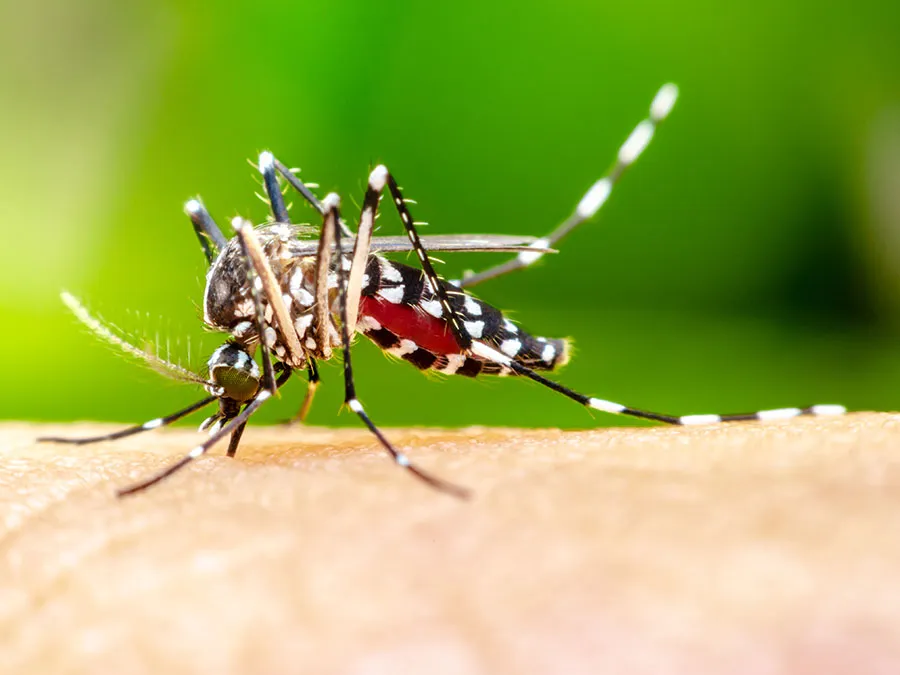 Macro Aedes aegypti Mosquito human blood