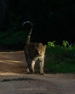 அழிந்து வரும் ஆபத்தை எதிர்நோக்கும் இலங்கைச் சிறுத்தைகளின் தற்போதைய நிலை என்ன ? 5 Steve YM43