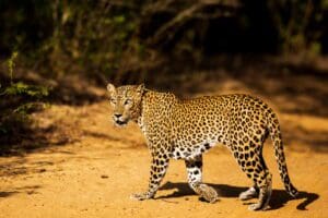 அழிந்து வரும் ஆபத்தை எதிர்நோக்கும் இலங்கைச் சிறுத்தைகளின் தற்போதைய நிலை என்ன ? 4 Yala 2Y0A7061 September 05 2020 2 Riaz Cader