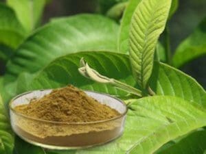 சருமம் மற்றும் கூந்தல் பிரச்சினைக்கு கொய்யா இலை 6 guava leaf powder 1 300x225 1