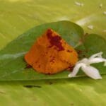 1747027 manjal pillayar poojai 1