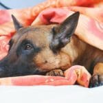 belgian malinois laying under blanket