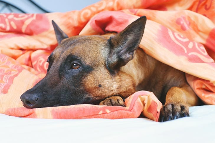 belgian malinois laying under blanket