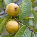 Guva bigstock Fresh Guava In The Organic Gar 234980710 1024x683 1