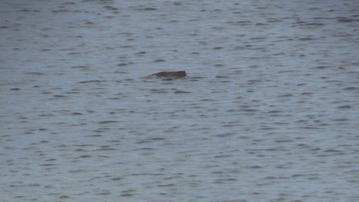 Sequence 01.01 17 54 14.Still008