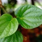 betel leaf benefits in tamil வெற்றிலை பயன்கள் vetrilai benefits in tami