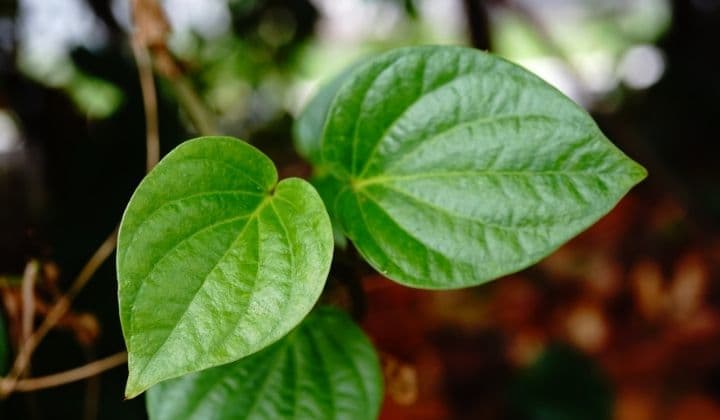 betel leaf benefits in tamil வெற்றிலை பயன்கள் vetrilai benefits in tami