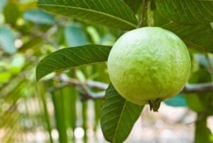 guava stock image 1024x686 1