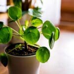2048x1365 Pilea Peperomioides SEO GettyImages 1225860485 79b134d