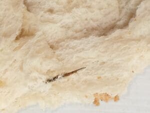 யாழில் சிக்கியது குண்டூசி பாண்! 3 image 1c5b759bab