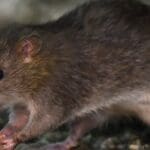 111690345 gettyimages 1031721058