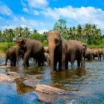 1669976275 1669975445 elephants L