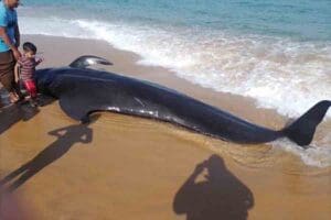 நாட்டில் கரையொதுங்கும் டொல்பின்கள் 2 image 6ff40cce18