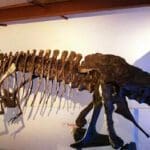 1848216 t rex skeleton2 1