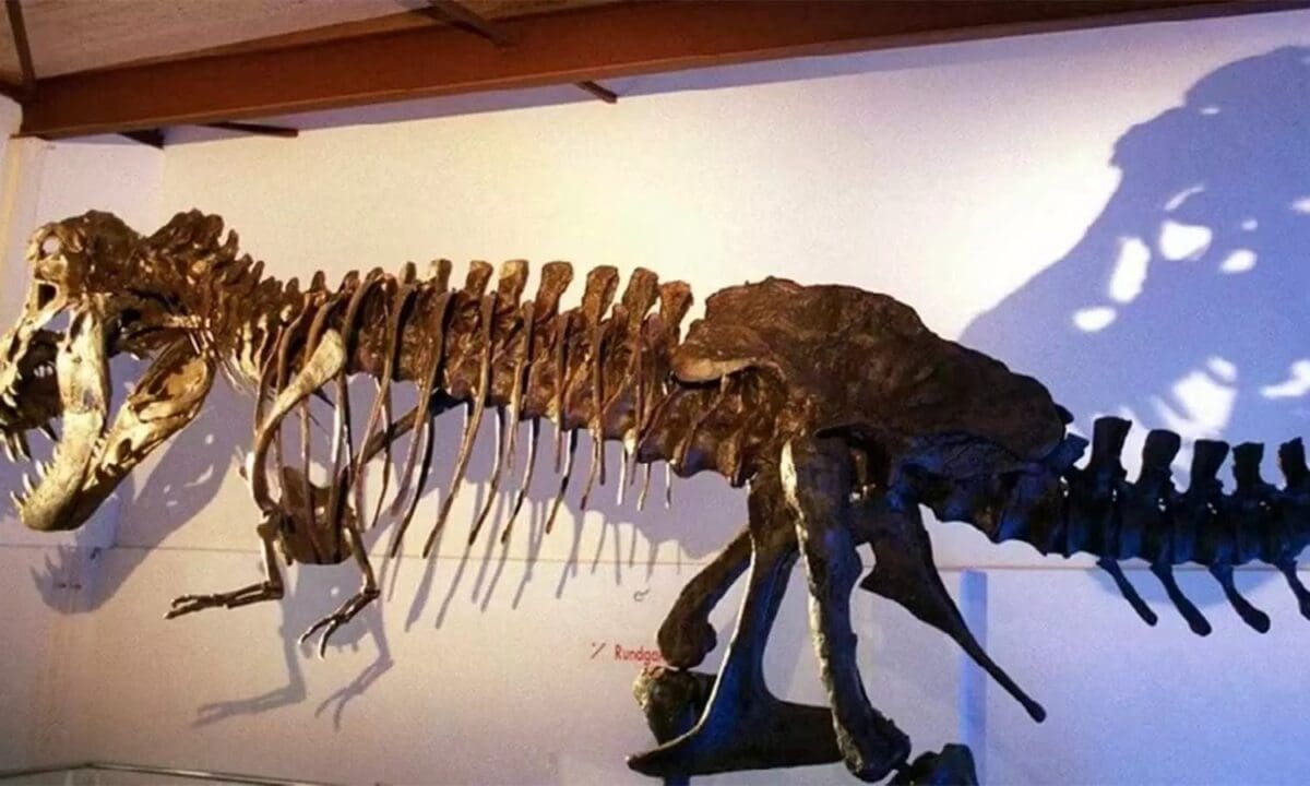 1848216 t rex skeleton2 1