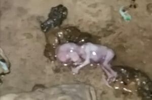 வீசப்பட்ட நிலையில் மூன்று மாத சிசுவின் சடலம் மீட்பு 3 WhatsApp Image 2023 03 21 at 10.09.38 PM