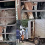 2dcpV3WxvBRVO2TUeHIP