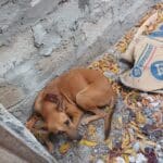 75926e09 78ce 4f75 81d3 70af1efca458