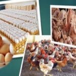 PM3f0vr8HntSdSGIUDuH