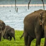 xP1yaX0qaUwAmm8RCmzq 1