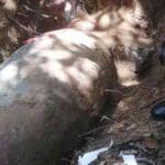 0zRLAXvirwODmhLPj28H 1