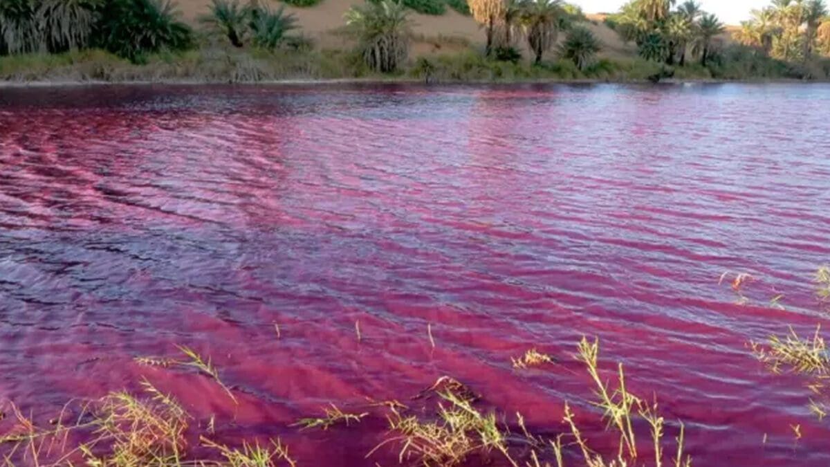 ரத்த சிவப்பாக மாறிய நதிநீர்!