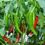 பச்சை மிளகாயின் விலை