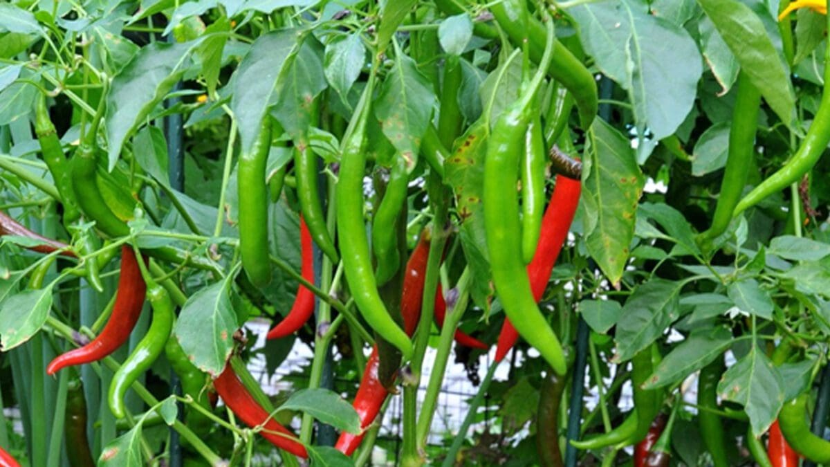 பச்சை மிளகாயின் விலை