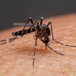 நாட்டில் மீண்டும் தலைதூக்கியுள்ள மலேரியா நோய்!