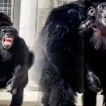 முதல்முறையாக வானத்தை பார்த்த சிம்பன்சி