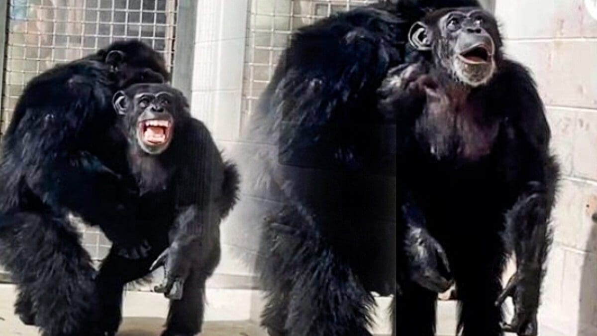 முதல்முறையாக வானத்தை பார்த்த சிம்பன்சி