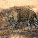 சிறுத்தை குட்டிகள்