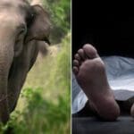 காட்டு யானை தாக்கி இருவர் பலி