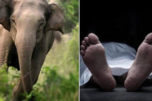 காட்டு யானை தாக்கி இருவர் பலி