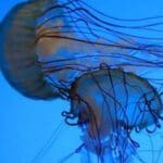 தெற்கு கடற்பரப்பில் கொடிய மீனினம்