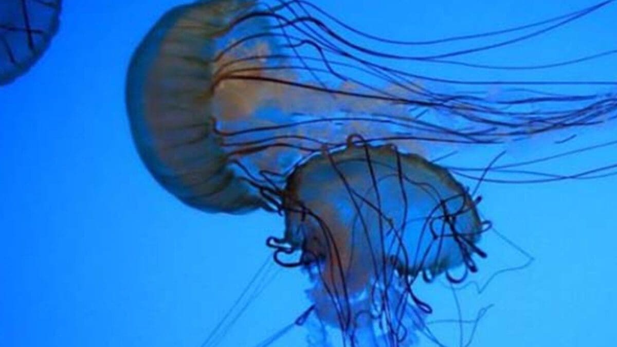 தெற்கு கடற்பரப்பில் கொடிய மீனினம்