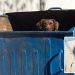 குப்பைத் தொட்டியில் 4 மாத பெண் குழந்தை: தெரு நாய் தூக்கிக் கொண்டு சுற்றிய அவலம்