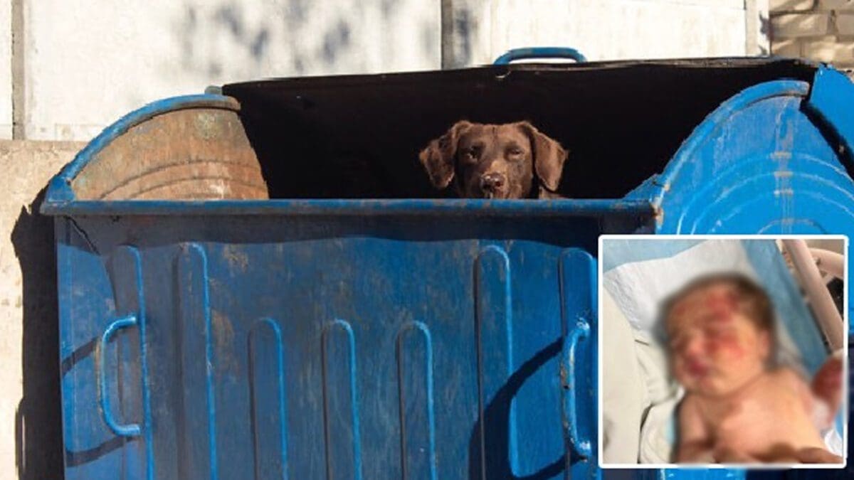 குப்பைத் தொட்டியில் 4 மாத பெண் குழந்தை: தெரு நாய் தூக்கிக் கொண்டு சுற்றிய அவலம்