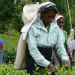 பெருந்தோட்ட தொழிலாளர்களுக்காக உருவாகும் தனிச் சட்டம்!!!